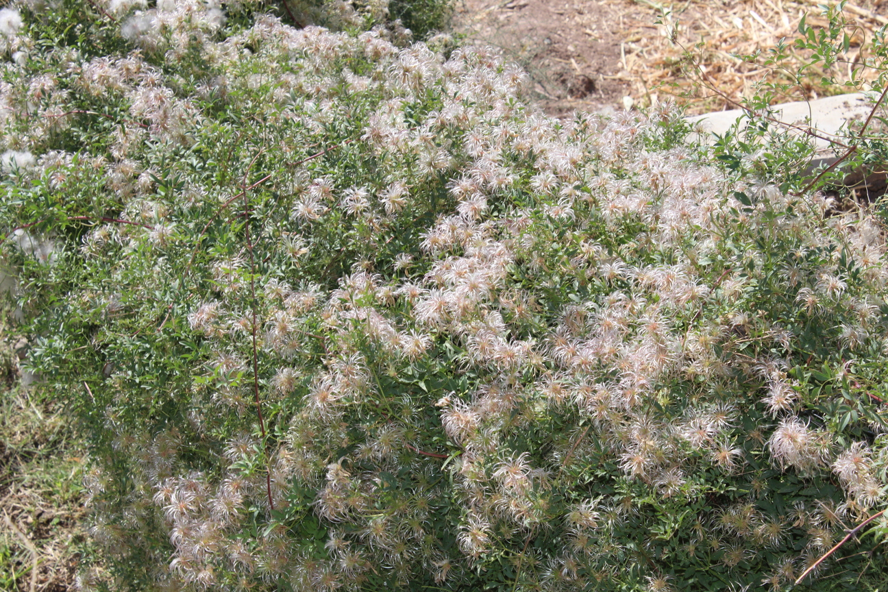 Plant Image